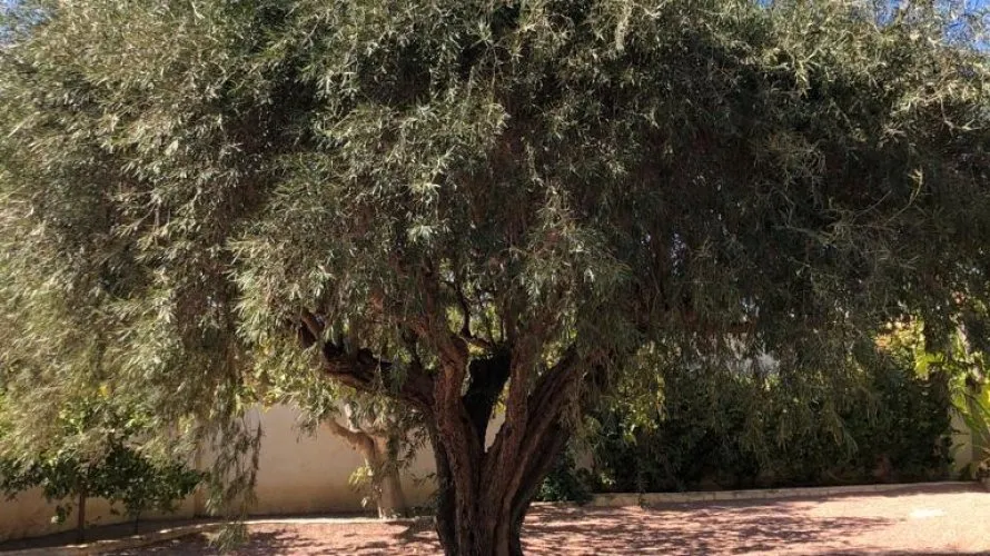 236m² villa for sale, Rojales, Spain No. 723 № 22